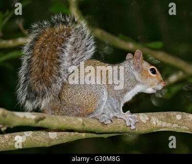 Baby grey squirrels Sciurus carolinensis with little fur on their ...