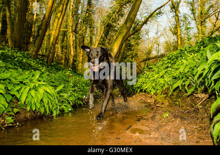 A pet Black Labrador bounds along a stream in spring woodland, Leigh Woods, North Somerset, United Kingdom Stock Photo