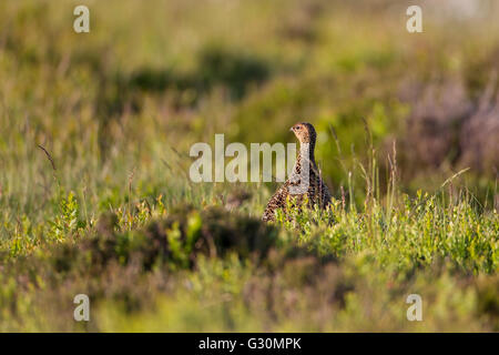 Red Grouse female  Lagopus lagopus scotica standing upright in heather moorland in West Yorkshire Stock Photo