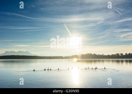 Chiemsee with ducks , canoeists and Alps in the background, Germany, Bayern, Bavaria, Oberbayern, Chiemsee, Upper Bavaria, Chiem Stock Photo