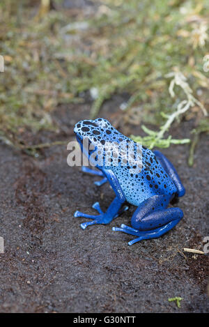 Blue poison-dart frog (Dendrobates tinctorius azureus) Stock Photo
