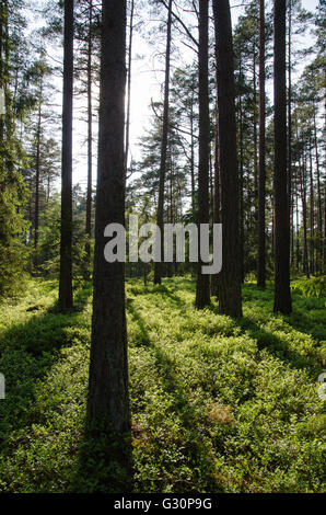 Fresh green and shiny blueberry bushes in a coniferous forest Stock Photo