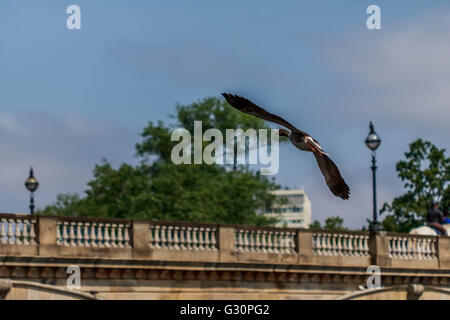 Greylag goose Flying over The serpentine Hyde park London