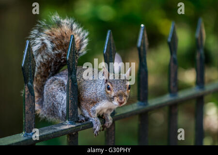 Grey Squirrels Sitting on a Iron Fence in Hyde Park London Stock Photo