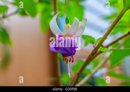 Lone Fuchsia purple flower Stock Photo