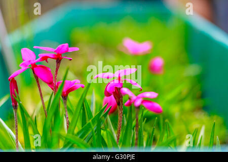 Rhodohypoxis baurii in a group Stock Photo