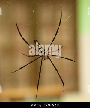 Female golden web spider Nephila pilipes Bali, Lombok , Indonesia Stock Photo