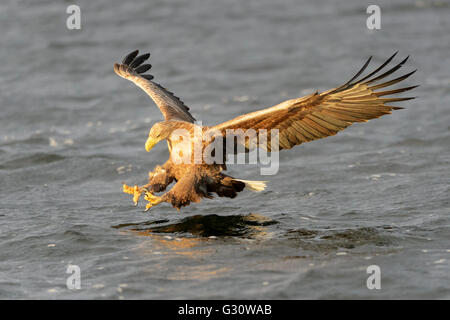White-tailed Sea Eagle (Haliaeetus albicilla) catching fish, Norway Stock Photo
