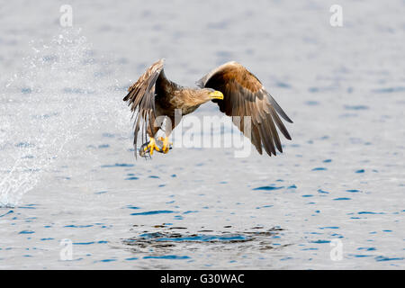White-tailed Sea Eagle (Haliaeetus albicilla) catching fish, Norway Stock Photo