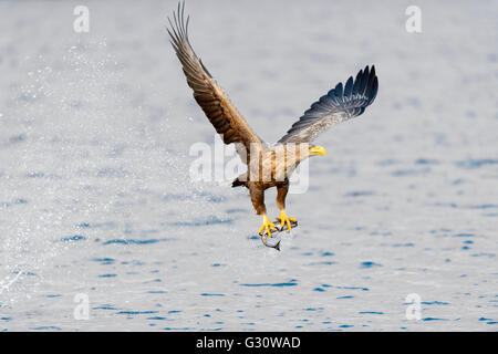 White-tailed Sea Eagle (Haliaeetus albicilla) catching fish, Norway Stock Photo