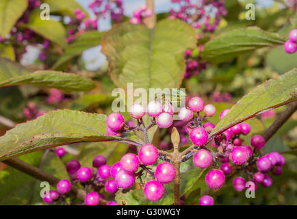 Green Shield Bug (Palomena prasina) on Purple Beautyberry Tree Stock Photo