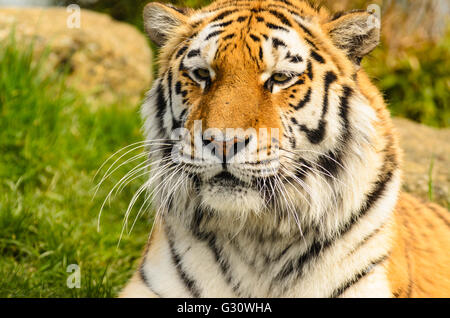Amur Tiger (Panthera tigris altaica) under controlled conditions at the Wildlife Heritage Foundation Smarden Kent UK Stock Photo