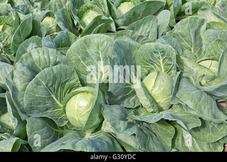 Maturing cabbage heads growing in field  'Brassica oleracea', pre-harvest, field crop, Matanuska Susitna Valley, Alaska, United Stock Photo