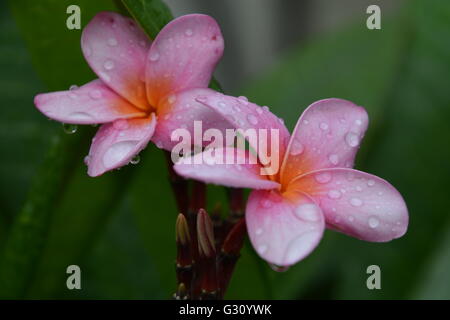 Pink Plumria flowers after rain storm in San Juan Costa Rica Stock Photo