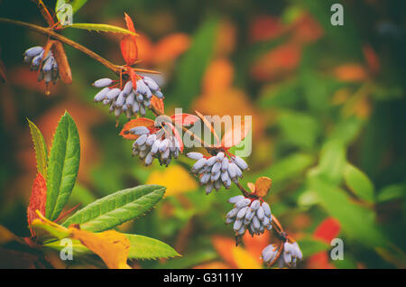 Berberis heteropoda fruits Stock Photo