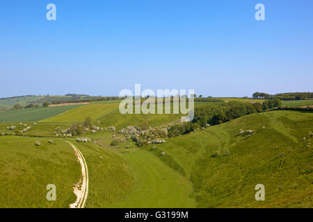 The scenic grazing meadows of Painsthorpe dale in the Yorkshire wolds in summer under a clear blue sky. Stock Photo