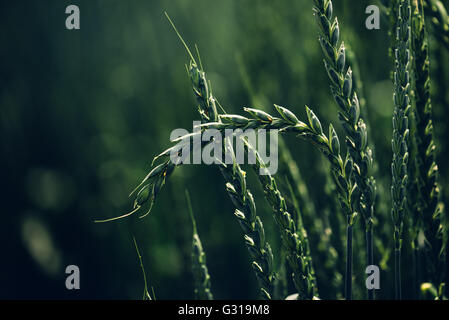 Green spelt wheat crops growing in cultivated field, hulled wheat is a species of wheat cultivated since 5000 BC. Stock Photo