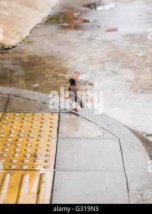 Portrait of a hill mynah bird, the most intelligent bird in world, Gracula religiosa Stock Photo