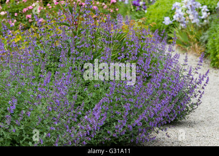 Massed flowers of the ornamental, summer flowering catmint, Nepeta x faassenii 'Six Hills Giant' Stock Photo