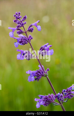 Single flower spike of the ornamental, summer flowering catmint, Nepeta x faassenii 'Six Hills Giant' Stock Photo