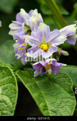 Attractive lilac and white flowers of the first early potato 'Maris Bard' Stock Photo