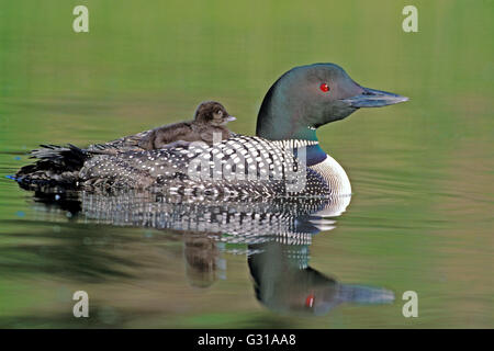 Great Northern Diver or Common Loon with chick on back, swimming on lake Stock Photo