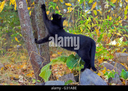 Black Cat scratching tree with sharp claws Stock Photo