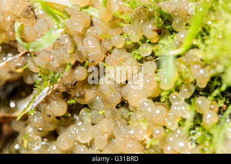 Closeup of a group of gelatinous eggs of a water snail laid on the vegetation on the riverbed Stock Photo