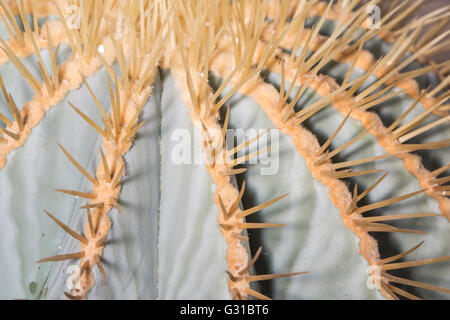 Closeup of spikes of a glaucous barrel cactus, Ferocactus glaucescens Stock Photo