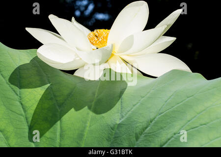 Beautiful lotus flower blossoming in sunlight Stock Photo