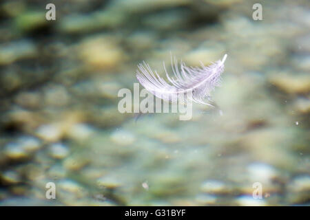 Weightless white feather floating on the water surface Stock Photo