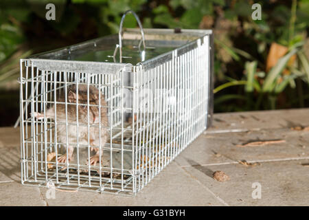 Closeup of a grey rat trapped in a metal cage Stock Photo