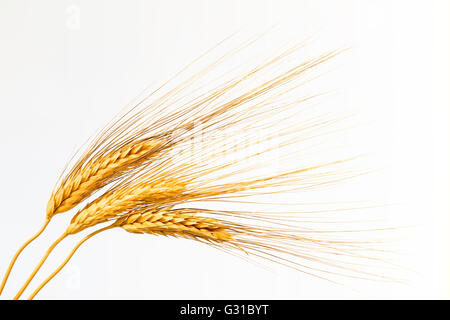 Close-up of three isolated golden ears of wheat on white background Stock Photo