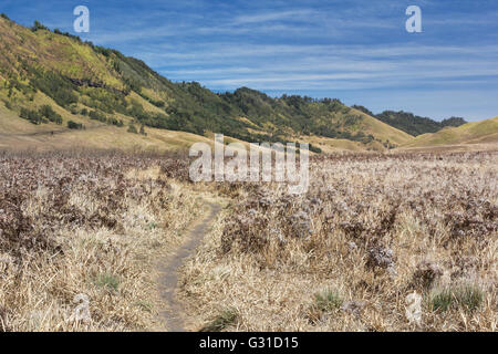 Savanna at Mount Bromo volcanoes in Bromo Tengger Semeru National Park, East Java, Indonesia. Stock Photo