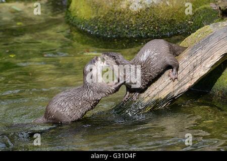 Two Asian short-clawed ottera (Aonyx cinerea) play-fighting, Cornish Seal Sanctuary, Gweek, Cornwall, UK, April. Stock Photo