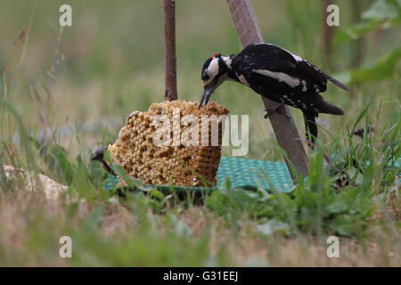 Vogelsdorf, Germany, Great Spotted Woodpecker eats larvae from honeycomb Stock Photo