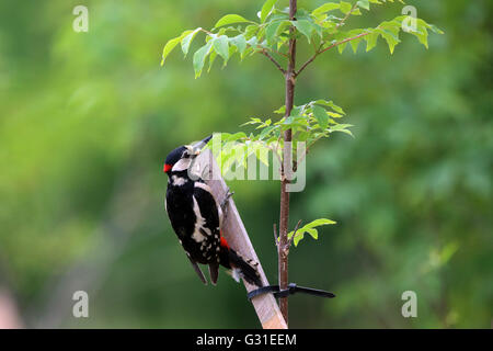 Vogelsdorf, Germany, Great Spotted Woodpecker Stock Photo