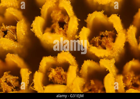 Torre Alfina, Italy, Macro shot of Blue Tens temples a sunflower Stock Photo