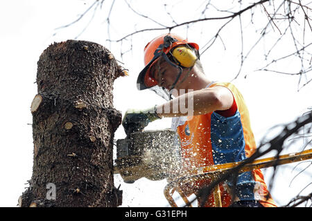 Magdeburg, Germany, lumberjacks cut by one aerial work platform of a tree trunk Stock Photo