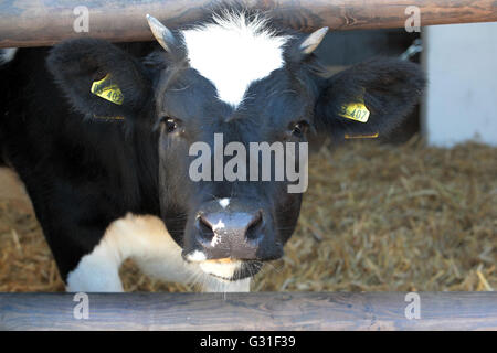 Neuenhagen, Germany, dairy cow looking out from its case Stock Photo
