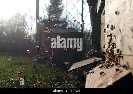 Berlin, Germany, honeybee approaching a hive Stock Photo