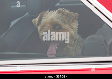 Yorkshire Terrier dog with open mouth and tongue showing inside car at Bournemouth Wheels Festival in June Stock Photo