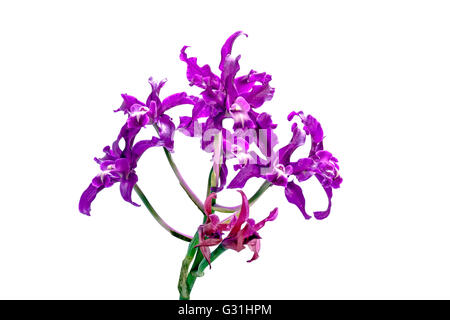 Isolated Stem of purple flowers on Hybrid Orchid on white Stock Photo