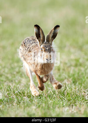 European hare running in grass in its habitat Stock Photo