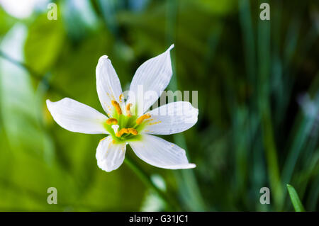 decorative white flower rain lily (Zephyranthes grandiflora) on blurred background closeup Stock Photo