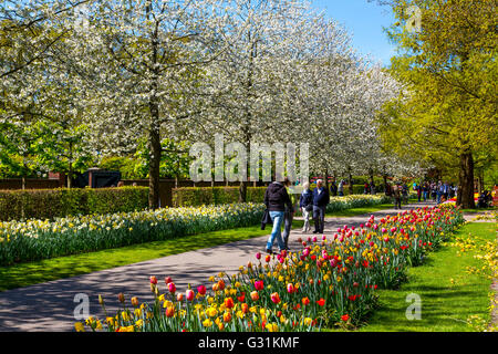 The Keukenhof, Garden, Amusement Park, Spring Park, flower show in the spring,  Lisse, Netherlands, Stock Photo