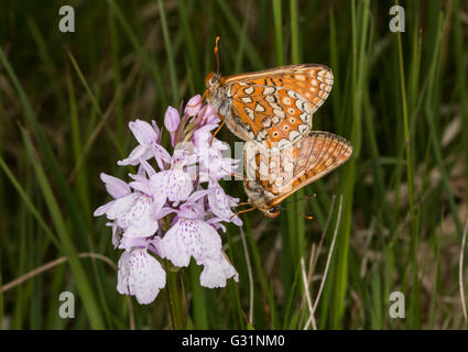 Marsh Fritillary Butterfly UK mating. Stock Photo