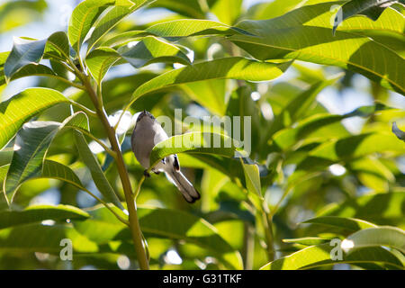 Asuncion, Paraguay. 5th Jun, 2016. Sayaca tanager (Thraupis sayaca) bird perches on mango tree leaf, is seen during sunny day in Asuncion, Paraguay. Credit:  Andre M. Chang/ARDUOPRESS/Alamy Live News Stock Photo