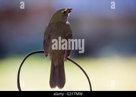 Asuncion, Paraguay. 5th Jun, 2016. Greyish saltator (Saltator coerulescens) seed-eating songbird perches on wire, is seen during sunny day in Asuncion, Paraguay. Credit:  Andre M. Chang/ARDUOPRESS/Alamy Live News Stock Photo