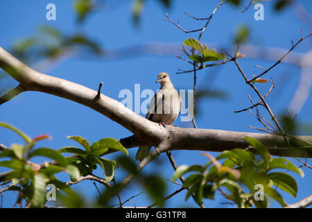 Asuncion, Paraguay. 5th Jun, 2016. Picui ground dove (Columbina picui) perches on tree branch, is seen during sunny day in Asuncion, Paraguay. Credit: Andre M. Chang/Alamy Live News Stock Photo